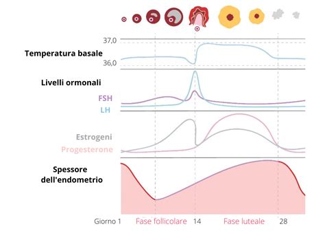 spessore endometrio in gravidanza